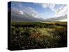 Wild Poppies in an Open Field in Norfolk, England, United Kingdom, Europe-David Pickford-Stretched Canvas