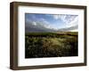 Wild Poppies in an Open Field in Norfolk, England, United Kingdom, Europe-David Pickford-Framed Photographic Print