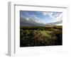 Wild Poppies in an Open Field in Norfolk, England, United Kingdom, Europe-David Pickford-Framed Photographic Print