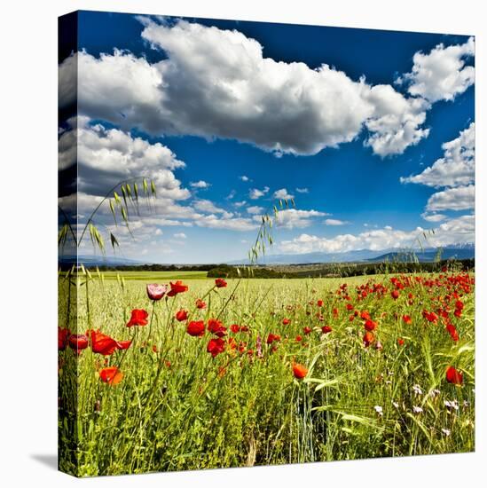 Wild Poppies (Papaver Rhoeas) and Wild Grasses in Front of Sierra Nevada Mountains, Spain-Giles Bracher-Stretched Canvas