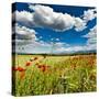 Wild Poppies (Papaver Rhoeas) and Wild Grasses in Front of Sierra Nevada Mountains, Spain-Giles Bracher-Stretched Canvas