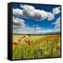 Wild Poppies (Papaver Rhoeas) and Wild Grasses in Front of Sierra Nevada Mountains, Spain-Giles Bracher-Framed Stretched Canvas