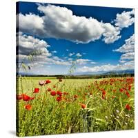 Wild Poppies (Papaver Rhoeas) and Wild Grasses in Front of Sierra Nevada Mountains, Spain-Giles Bracher-Stretched Canvas