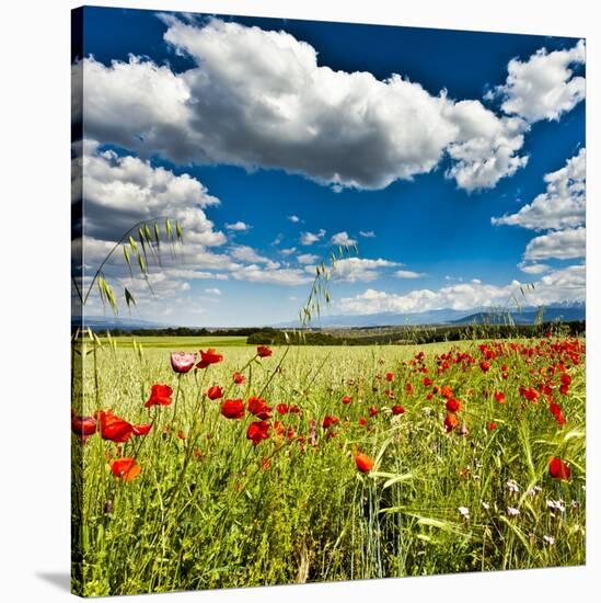 Wild Poppies (Papaver Rhoeas) and Wild Grasses in Front of Sierra Nevada Mountains, Spain-Giles Bracher-Stretched Canvas