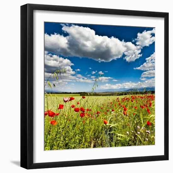 Wild Poppies (Papaver Rhoeas) and Wild Grasses in Front of Sierra Nevada Mountains, Spain-Giles Bracher-Framed Premium Photographic Print