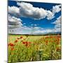 Wild Poppies (Papaver Rhoeas) and Wild Grasses in Front of Sierra Nevada Mountains, Spain-Giles Bracher-Mounted Premium Photographic Print