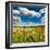 Wild Poppies (Papaver Rhoeas) and Wild Grasses in Front of Sierra Nevada Mountains, Spain-Giles Bracher-Framed Photographic Print