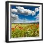 Wild Poppies (Papaver Rhoeas) and Wild Grasses in Front of Sierra Nevada Mountains, Spain-Giles Bracher-Framed Photographic Print