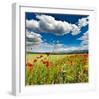 Wild Poppies (Papaver Rhoeas) and Wild Grasses in Front of Sierra Nevada Mountains, Spain-Giles Bracher-Framed Photographic Print