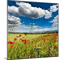 Wild Poppies (Papaver Rhoeas) and Wild Grasses in Front of Sierra Nevada Mountains, Spain-Giles Bracher-Mounted Photographic Print