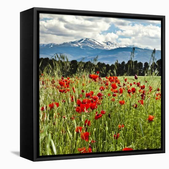 Wild Poppies (Papaver Rhoeas) and Wild Grasses with Sierra Nevada Mountains, Andalucia, Spain-Giles Bracher-Framed Stretched Canvas