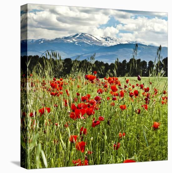 Wild Poppies (Papaver Rhoeas) and Wild Grasses with Sierra Nevada Mountains, Andalucia, Spain-Giles Bracher-Stretched Canvas