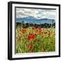 Wild Poppies (Papaver Rhoeas) and Wild Grasses with Sierra Nevada Mountains, Andalucia, Spain-Giles Bracher-Framed Premium Photographic Print