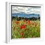 Wild Poppies (Papaver Rhoeas) and Wild Grasses with Sierra Nevada Mountains, Andalucia, Spain-Giles Bracher-Framed Premium Photographic Print