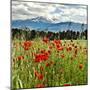 Wild Poppies (Papaver Rhoeas) and Wild Grasses with Sierra Nevada Mountains, Andalucia, Spain-Giles Bracher-Mounted Premium Photographic Print