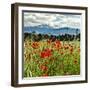 Wild Poppies (Papaver Rhoeas) and Wild Grasses with Sierra Nevada Mountains, Andalucia, Spain-Giles Bracher-Framed Photographic Print