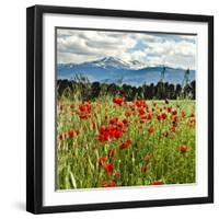 Wild Poppies (Papaver Rhoeas) and Wild Grasses with Sierra Nevada Mountains, Andalucia, Spain-Giles Bracher-Framed Photographic Print