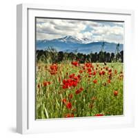 Wild Poppies (Papaver Rhoeas) and Wild Grasses with Sierra Nevada Mountains, Andalucia, Spain-Giles Bracher-Framed Photographic Print