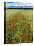 Wild Poppies (Papaver Rhoeas) and Wild Grasses with Sierra Nevada Mountains, Andalucia, Spain-Giles Bracher-Stretched Canvas