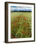 Wild Poppies (Papaver Rhoeas) and Wild Grasses with Sierra Nevada Mountains, Andalucia, Spain-Giles Bracher-Framed Photographic Print