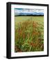 Wild Poppies (Papaver Rhoeas) and Wild Grasses with Sierra Nevada Mountains, Andalucia, Spain-Giles Bracher-Framed Photographic Print