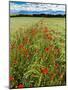 Wild Poppies (Papaver Rhoeas) and Wild Grasses with Sierra Nevada Mountains, Andalucia, Spain-Giles Bracher-Mounted Photographic Print