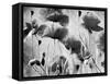 Wild Poppies-null-Framed Stretched Canvas