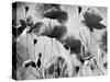 Wild Poppies-null-Stretched Canvas