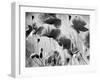 Wild Poppies-null-Framed Premium Photographic Print