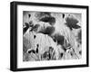 Wild Poppies-null-Framed Photographic Print