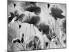 Wild Poppies-null-Mounted Photographic Print