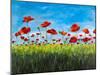 Wild Poppies-Julie DeRice-Mounted Art Print