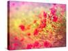 Wild Poppy Flower-lola1960-Stretched Canvas