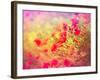 Wild Poppy Flower-lola1960-Framed Photographic Print