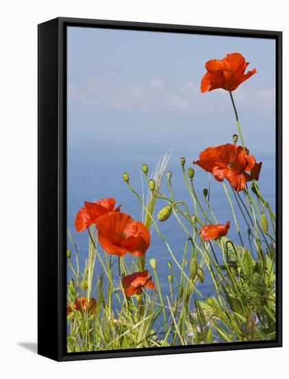 Wild Poppy or Field Poppy Against Sea and Sky-null-Framed Stretched Canvas