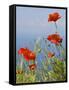 Wild Poppy or Field Poppy Against Sea and Sky-null-Framed Stretched Canvas