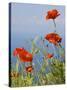 Wild Poppy or Field Poppy Against Sea and Sky-null-Stretched Canvas