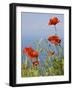 Wild Poppy or Field Poppy Against Sea and Sky-null-Framed Premium Photographic Print