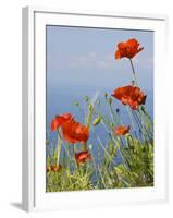 Wild Poppy or Field Poppy Against Sea and Sky-null-Framed Photographic Print