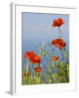 Wild Poppy or Field Poppy Against Sea and Sky-null-Framed Photographic Print