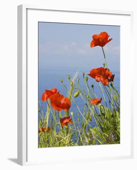 Wild Poppy or Field Poppy Against Sea and Sky-null-Framed Photographic Print