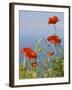 Wild Poppy or Field Poppy Against Sea and Sky-null-Framed Photographic Print