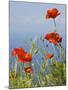 Wild Poppy or Field Poppy Against Sea and Sky-null-Mounted Photographic Print