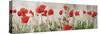 Wild Poppy Panorama-Pete Kelly-Stretched Canvas