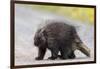 Wild Porcupine in Outdoor Environment, Crossing the Alaska Highway in Summer Time. Quills, Feet And-Scalia Media-Framed Photographic Print