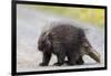 Wild Porcupine in Outdoor Environment, Crossing the Alaska Highway in Summer Time. Quills, Feet And-Scalia Media-Framed Photographic Print