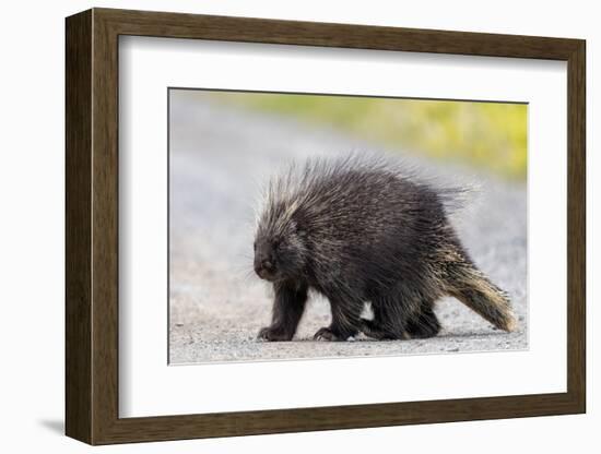 Wild Porcupine in Outdoor Environment, Crossing the Alaska Highway in Summer Time. Quills, Feet And-Scalia Media-Framed Photographic Print