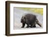 Wild Porcupine in Outdoor Environment, Crossing the Alaska Highway in Summer Time. Quills, Feet And-Scalia Media-Framed Photographic Print