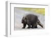 Wild Porcupine in Outdoor Environment, Crossing the Alaska Highway in Summer Time. Quills, Feet And-Scalia Media-Framed Photographic Print