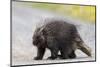 Wild Porcupine in Outdoor Environment, Crossing the Alaska Highway in Summer Time. Quills, Feet And-Scalia Media-Mounted Photographic Print